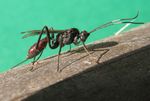 Ichneumonidae